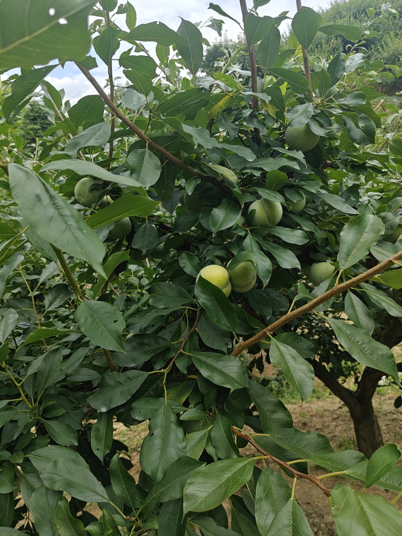7月20号左右大量出芙蓉李，有需求的老板联系我。