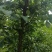 7月20号左右大量出芙蓉李，有需求的老板联系我。