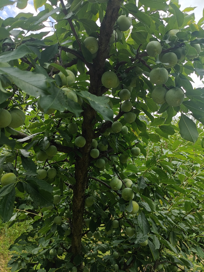 7月20号左右大量出芙蓉李，有需求的老板联系我。
