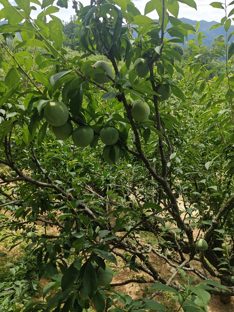 7月20号左右大量出芙蓉李，有需求的老板联系我。