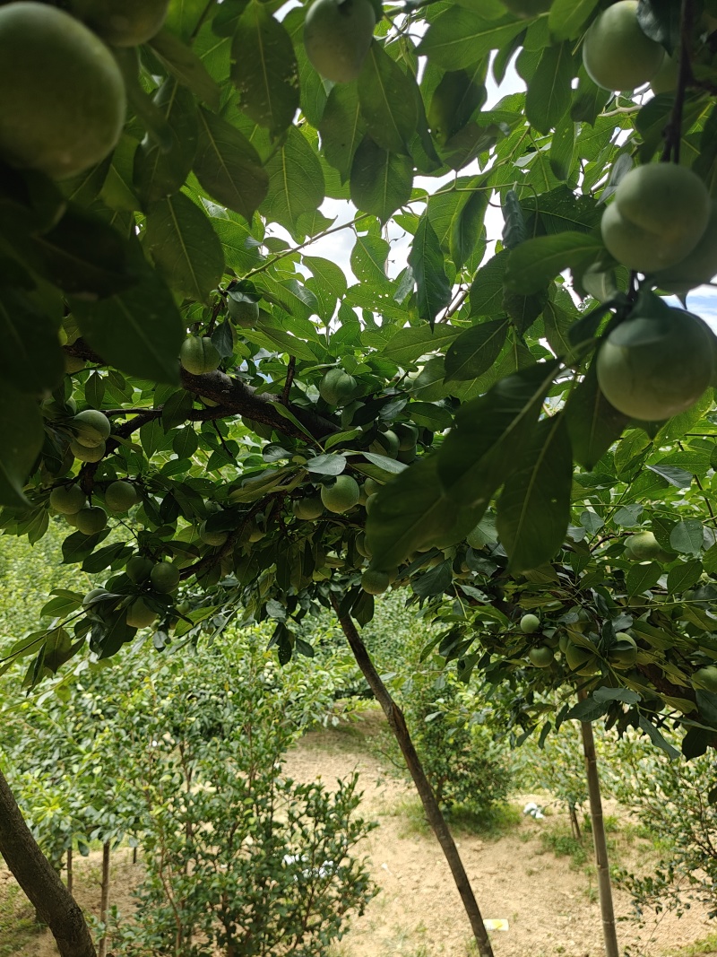 7月20号左右大量出芙蓉李，有需求的老板联系我。