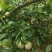 7月20号左右大量出芙蓉李，有需求的老板联系我。