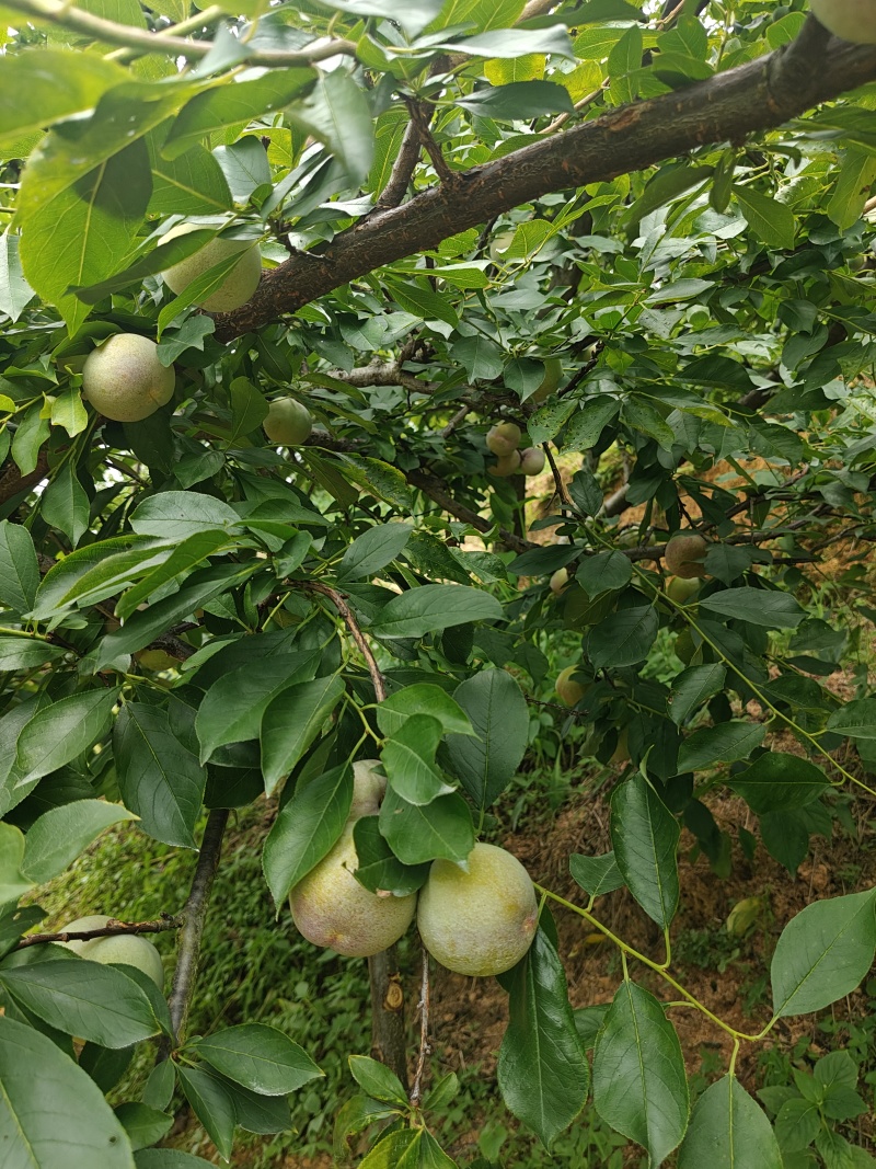 7月20号左右大量出芙蓉李，有需求的老板联系我。