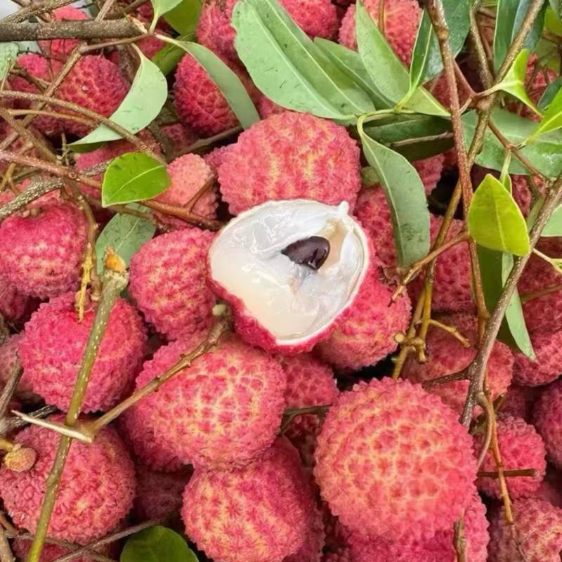 桂味荔枝