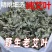 野生干艾叶伏牛山大艾叶河南艾草小艾叶无硫艾叶无梗正品