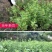 野生干艾叶伏牛山大艾叶河南艾草小艾叶无硫艾叶无梗正品
