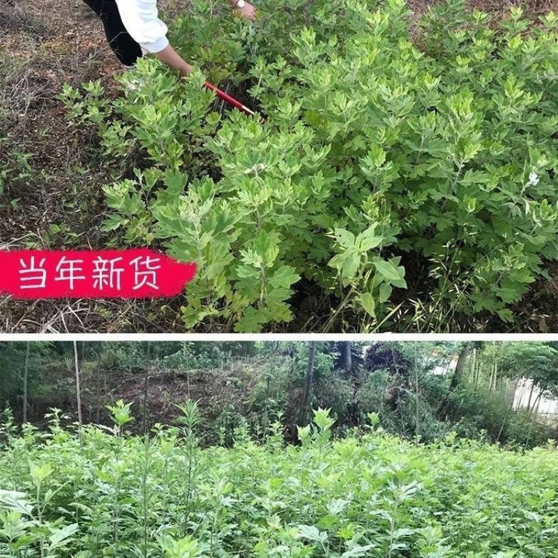 野生干艾叶伏牛山大艾叶河南艾草小艾叶无硫艾叶无梗正品