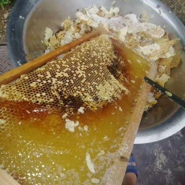 百花蜜农户专业养殖一手货源全国供货
