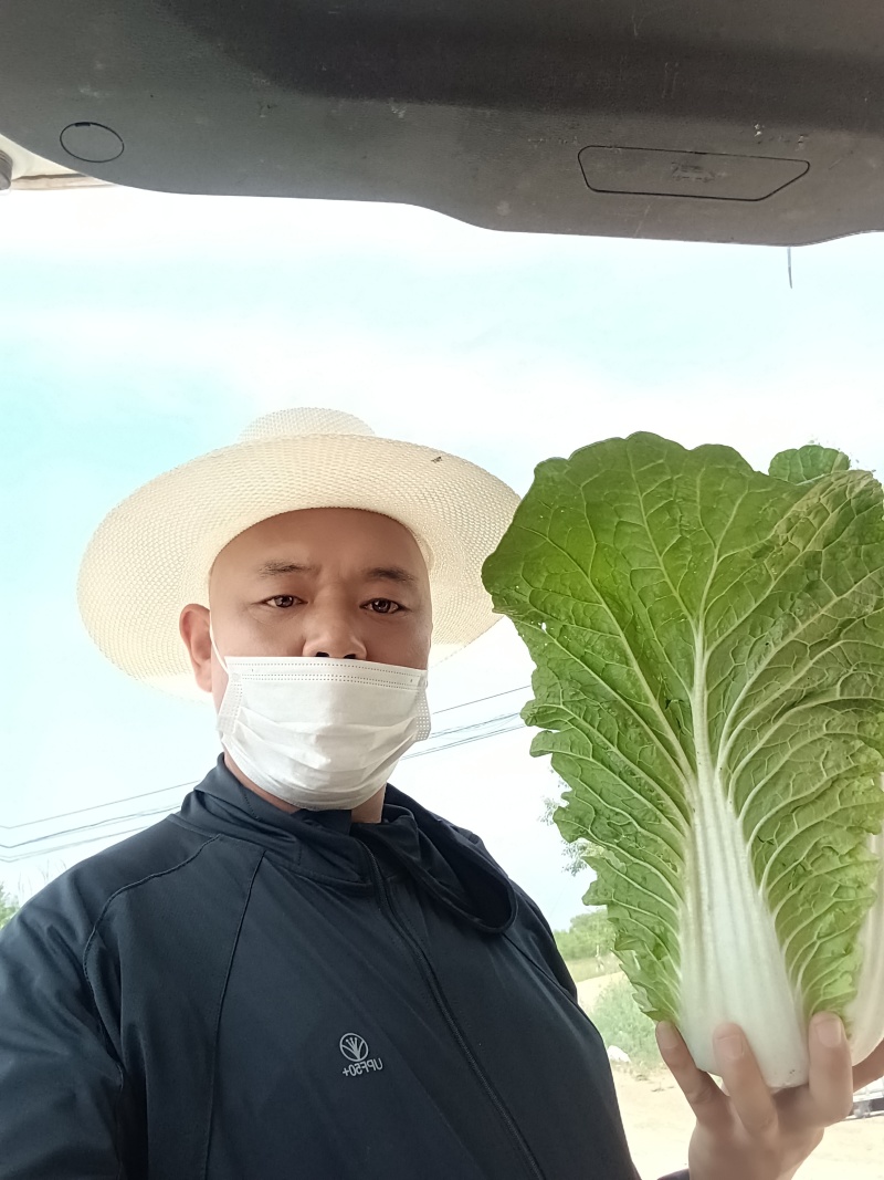 坝上精品大白菜大量供应全国各地