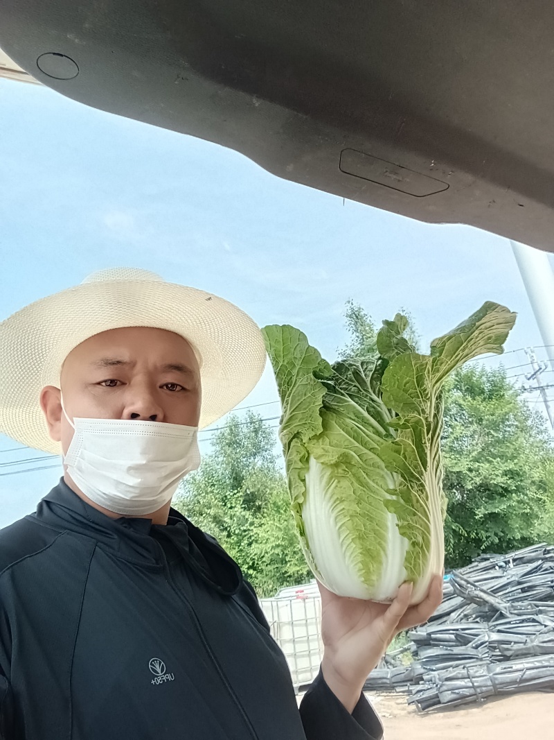 坝上精品大白菜大量供应全国各地