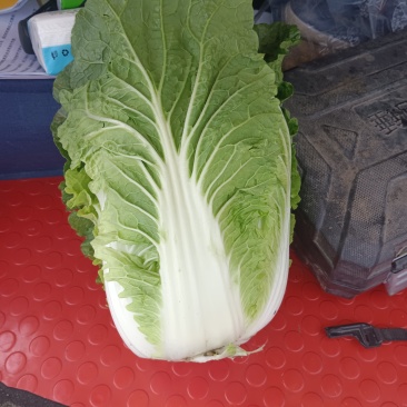 坝上精品大白菜大量供应全国各地