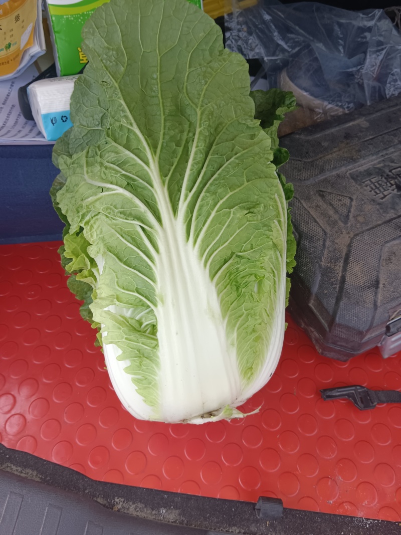 坝上精品大白菜大量供应全国各地