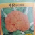 神良紫色花椰菜宝塔金色特色菜花菜花种子