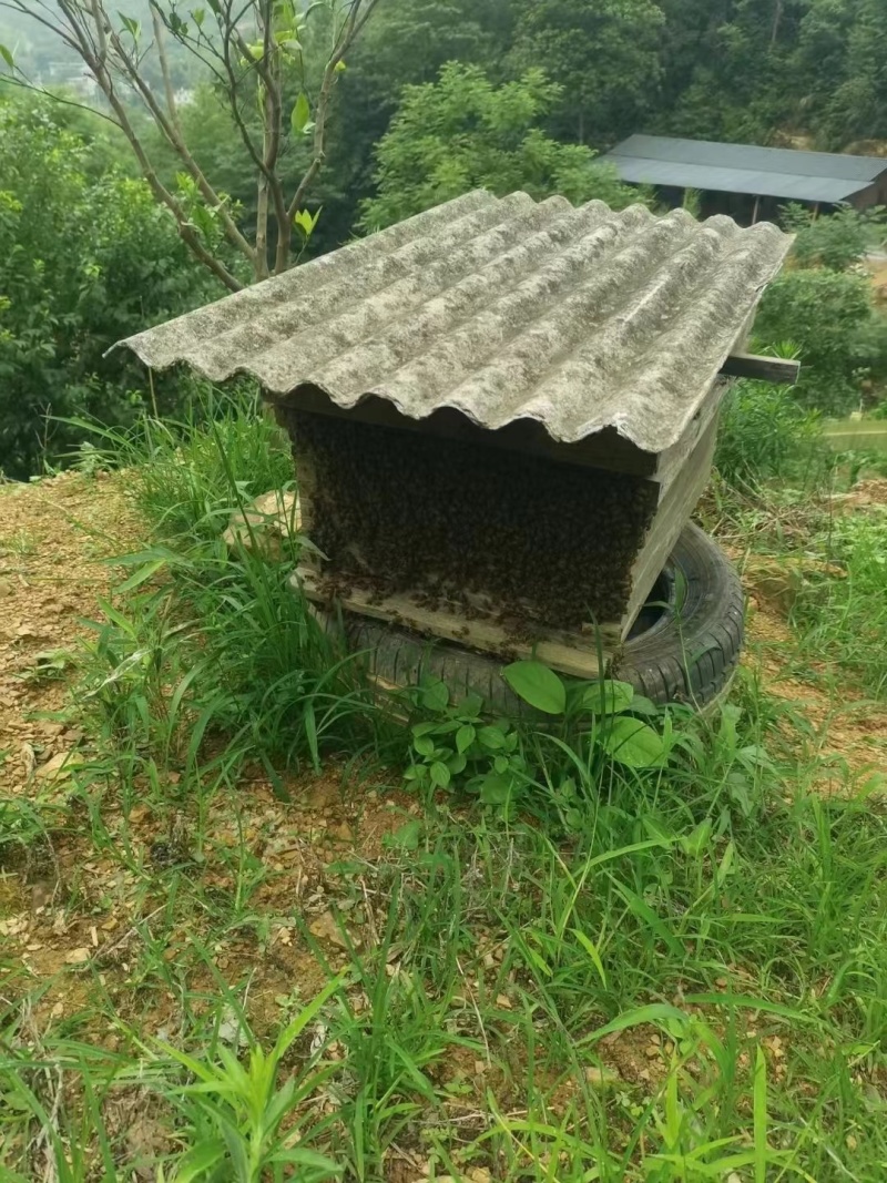 乌桕蜜农户一手货源专业养殖欢迎各地客商电话订货