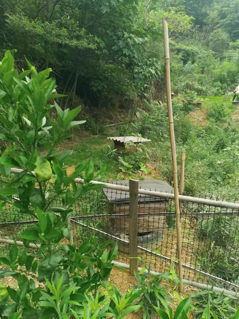 乌桕蜜农户一手货源专业养殖欢迎各地客商电话订货
