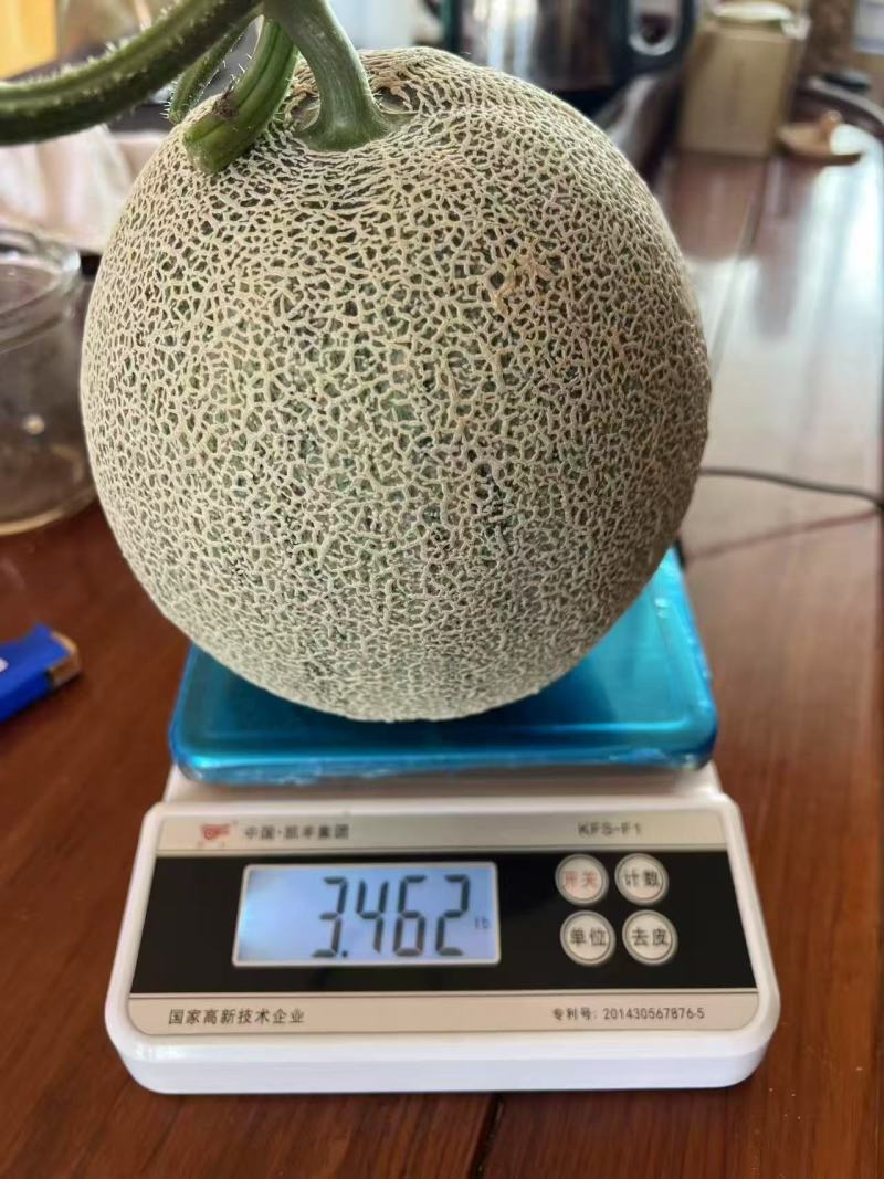 玉玲珑3号甜瓜种苗早熟产量高果型周正耐裂果根系发达