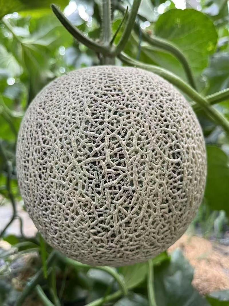 玉玲珑3号甜瓜种苗早熟产量高果型周正耐裂果根系发达