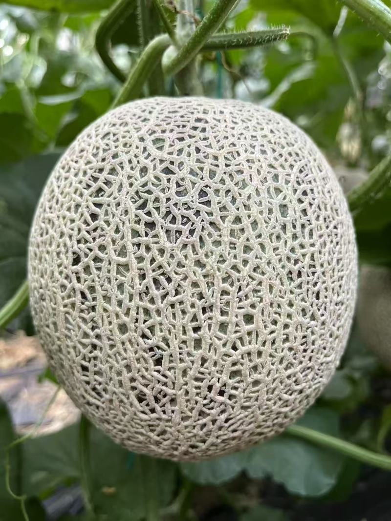 玉玲珑3号甜瓜种苗早熟产量高果型周正耐裂果根系发达