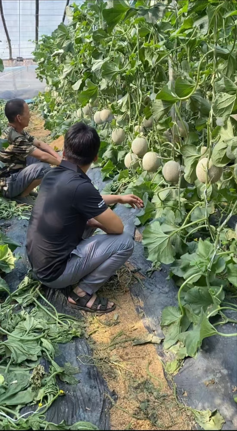 玉玲珑3号甜瓜种苗早熟产量高果型周正耐裂果根系发达