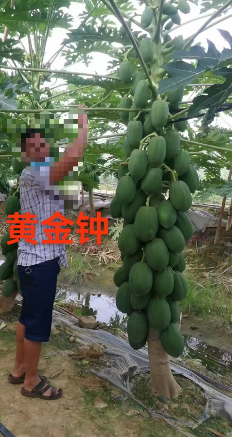 木瓜苗组培苗广东省农科院果树所木瓜新品种