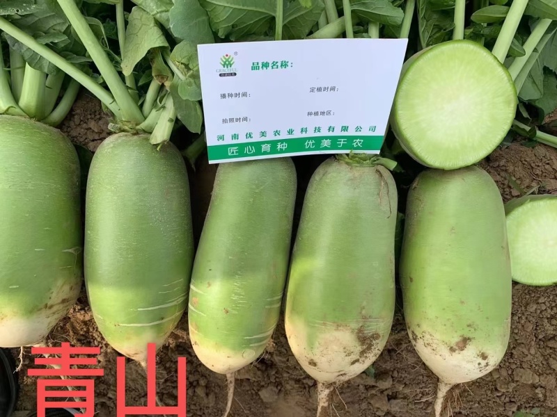 优美青亮绿脆青萝卜种子青皮淡绿肉萝卜口感好