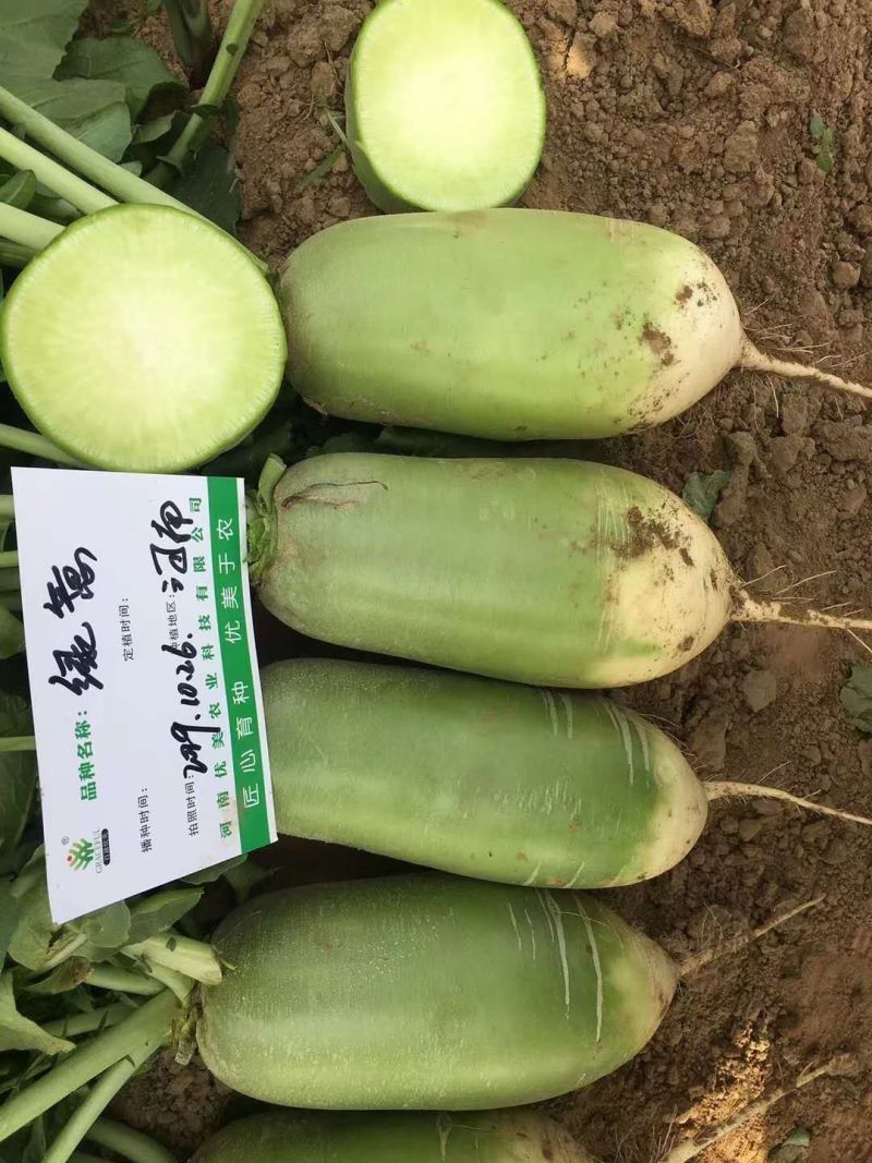 优美青亮绿脆青萝卜种子青皮淡绿肉萝卜口感好