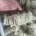 无油抛开羊捆肠