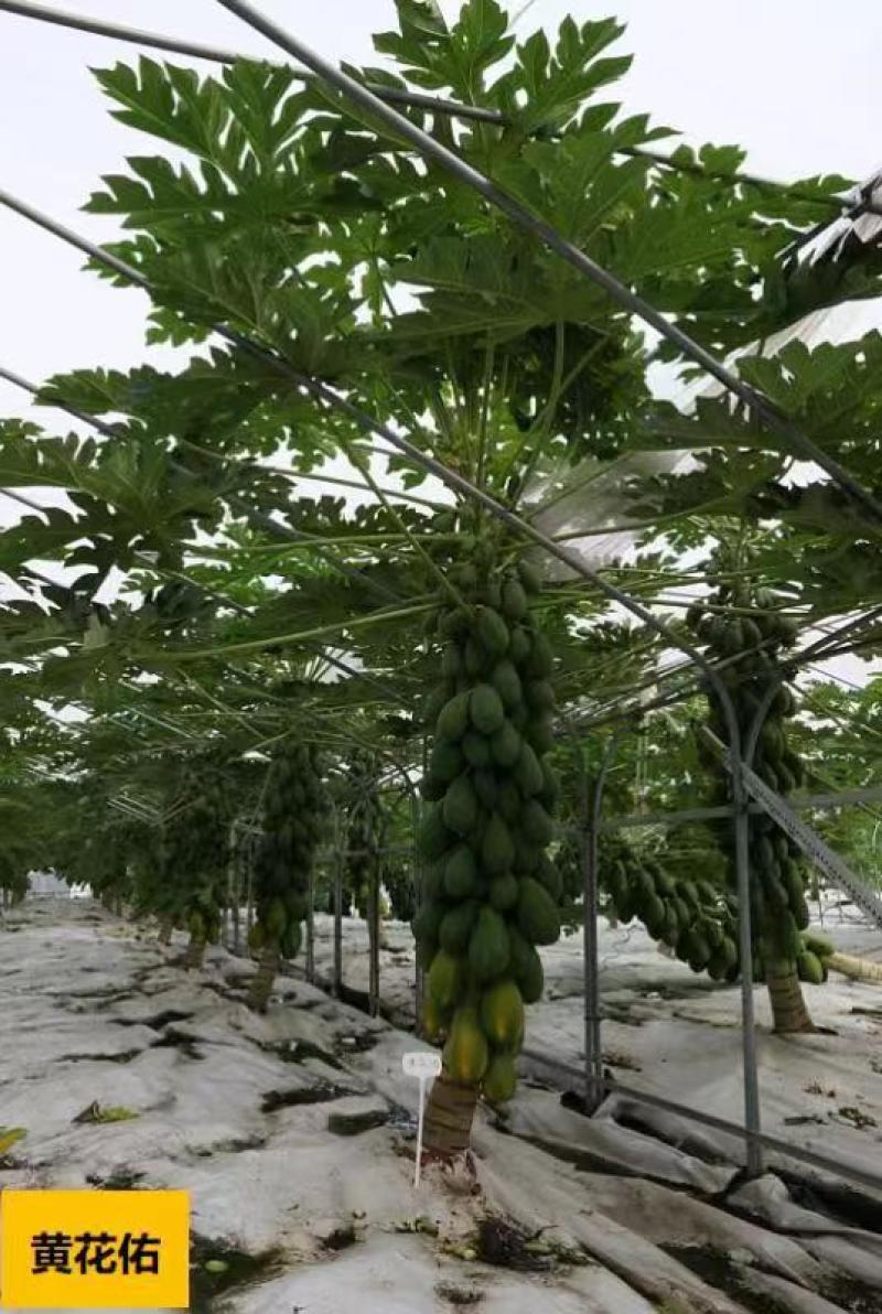 木瓜苗组培苗广东省农科院果树所木瓜新品种