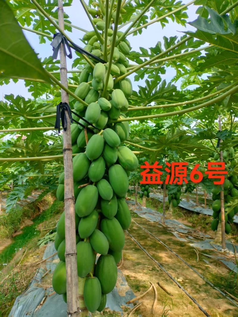 木瓜苗组培苗广东省农科院果树所木瓜新品种