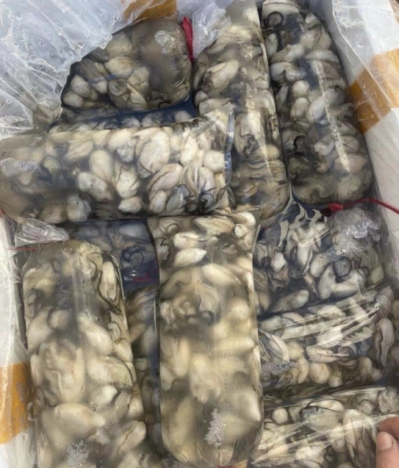 福建宁德霞浦海蛎蚝肉小中大都有
