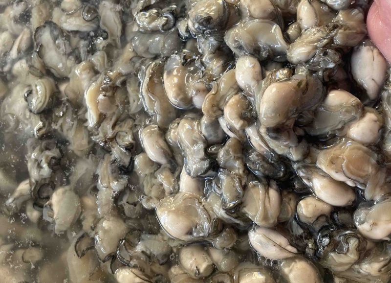 福建宁德霞浦海蛎蚝肉小中大都有