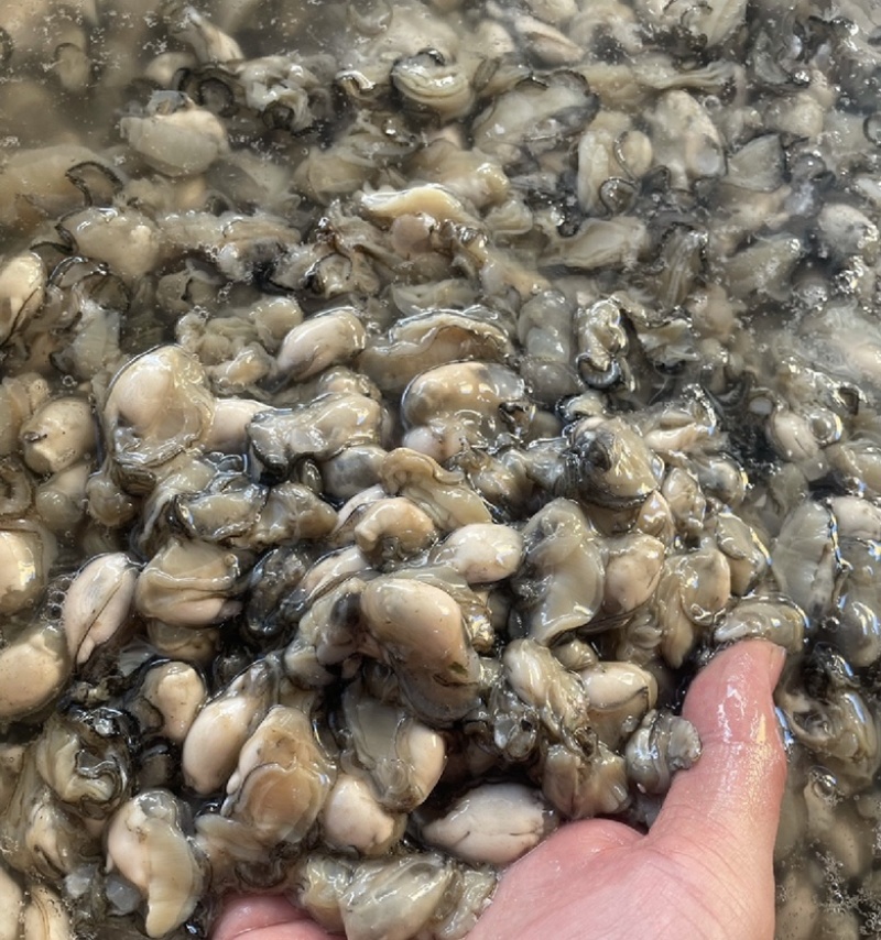 福建宁德霞浦海蛎蚝肉小中大都有