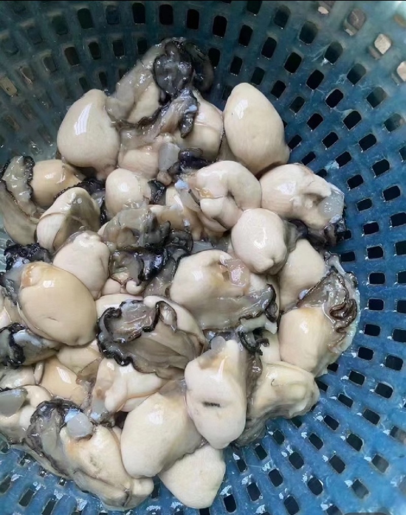 福建宁德霞浦海蛎蚝肉小中大都有