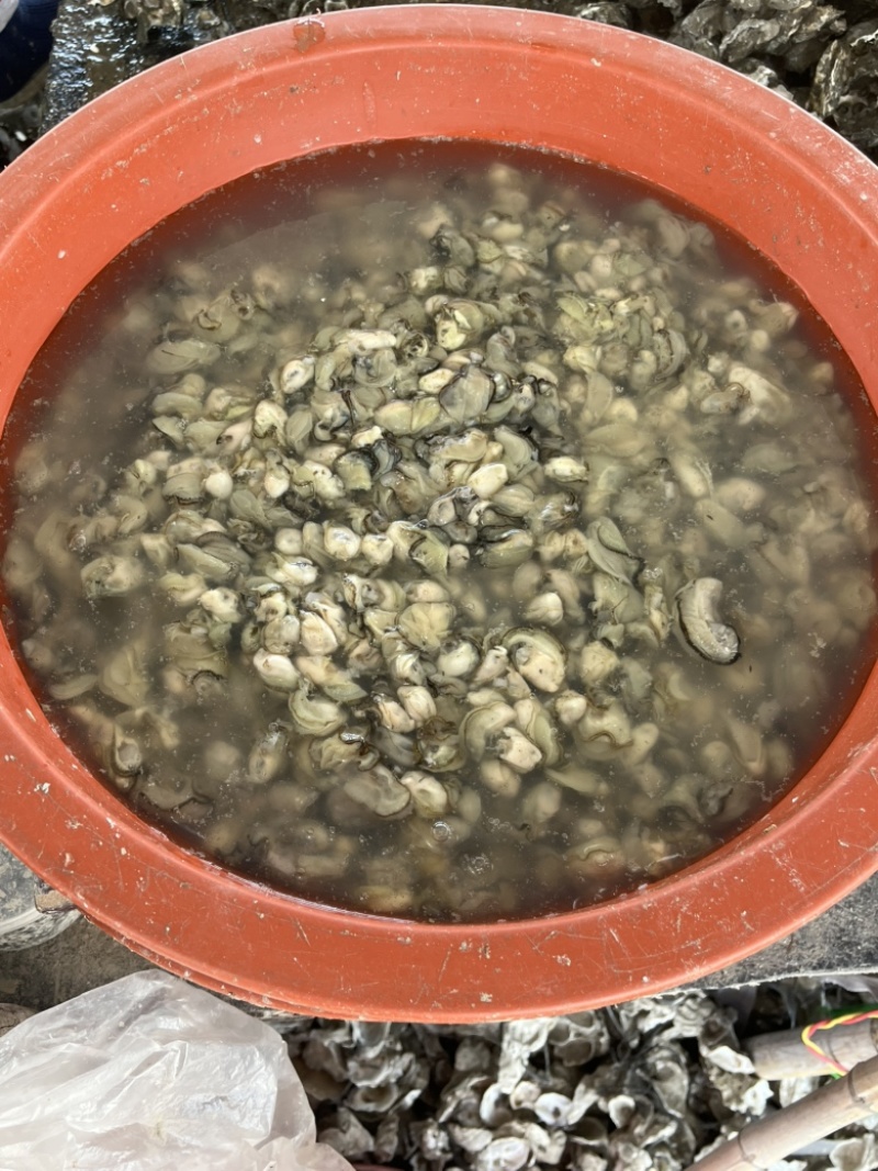 福建宁德霞浦海蛎蚝肉小中大都有