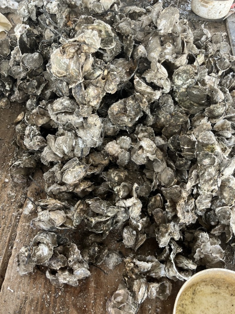 福建宁德霞浦海蛎蚝肉小中大都有