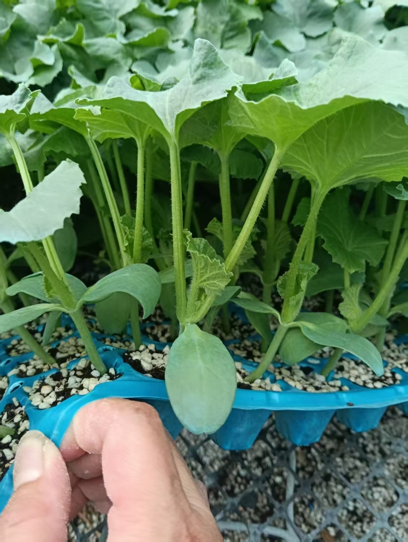 玉玲珑3号甜瓜种苗早熟产量高果型周正耐裂果根系发达