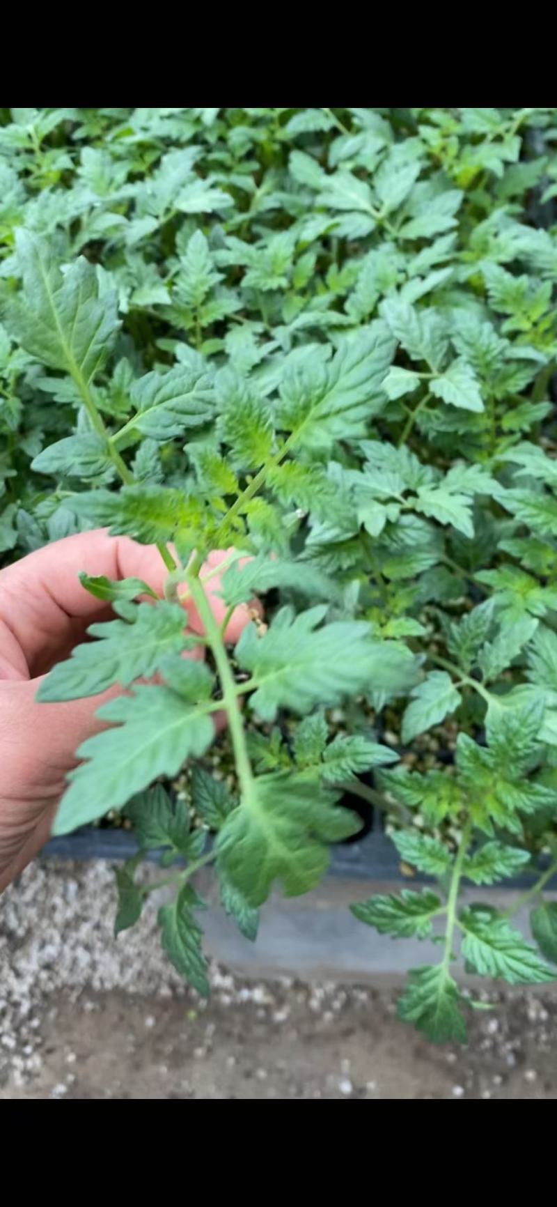 美萨118西红柿苗硬粉西红柿苗产量高挂果多根系发达