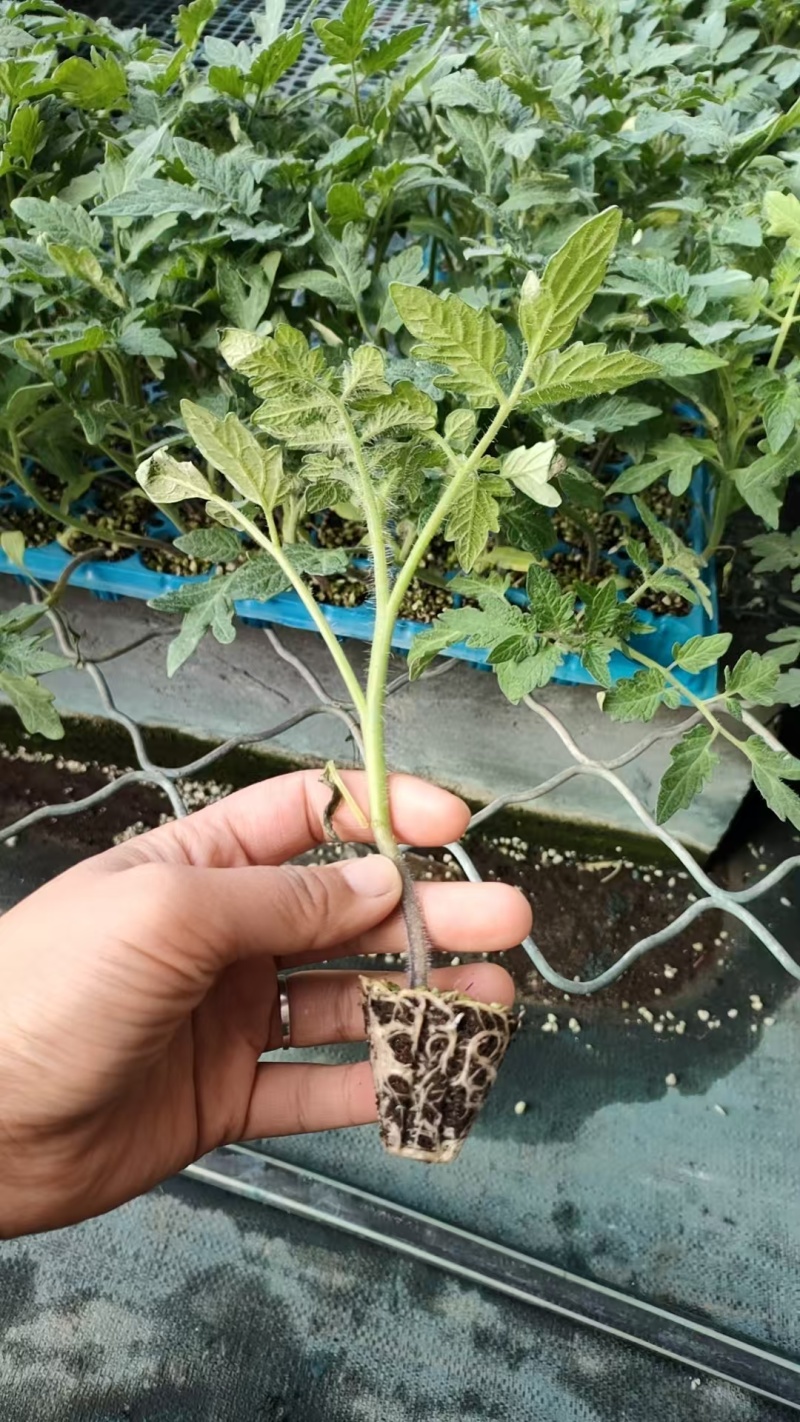 美萨118西红柿苗硬粉西红柿苗产量高挂果多根系发达