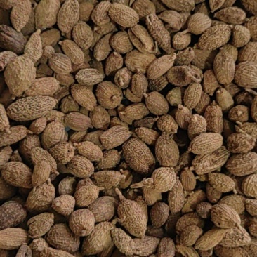 《砂仁》壳砂仁长序砂仁颗粒饱满买好药尽在聚源中药