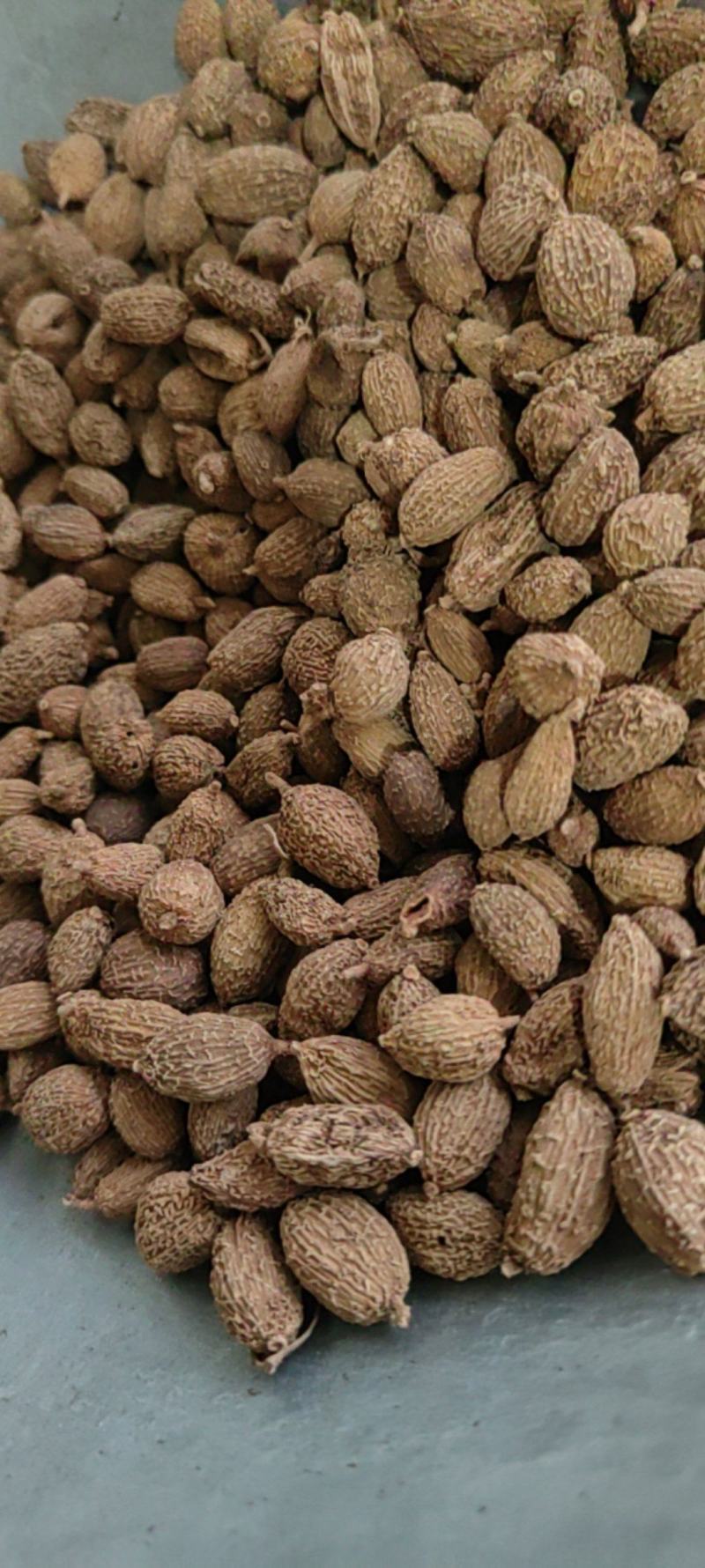 《砂仁》壳砂仁长序砂仁颗粒饱满买好药尽在聚源中药