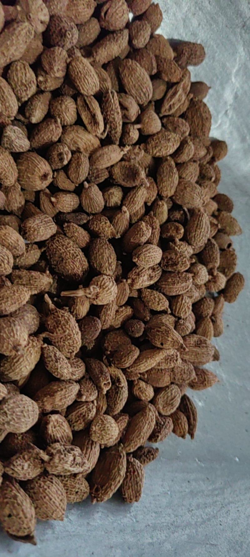 《砂仁》壳砂仁长序砂仁颗粒饱满买好药尽在聚源中药