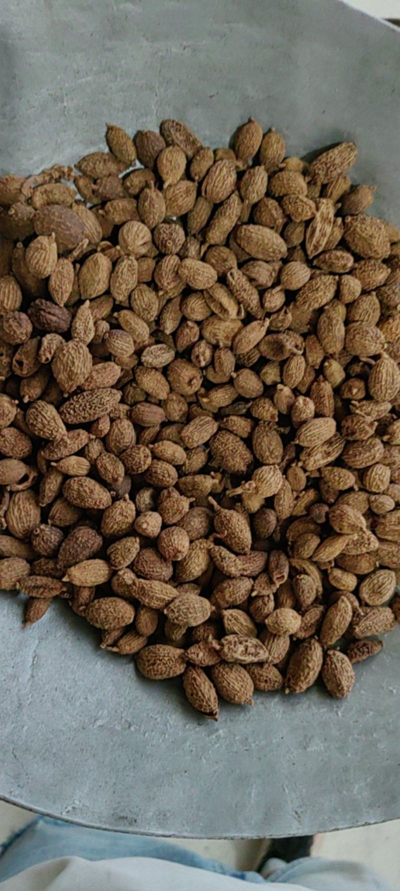 《砂仁》壳砂仁长序砂仁颗粒饱满买好药尽在聚源中药