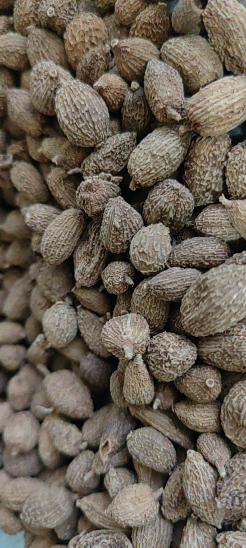 《砂仁》壳砂仁长序砂仁颗粒饱满买好药尽在聚源中药