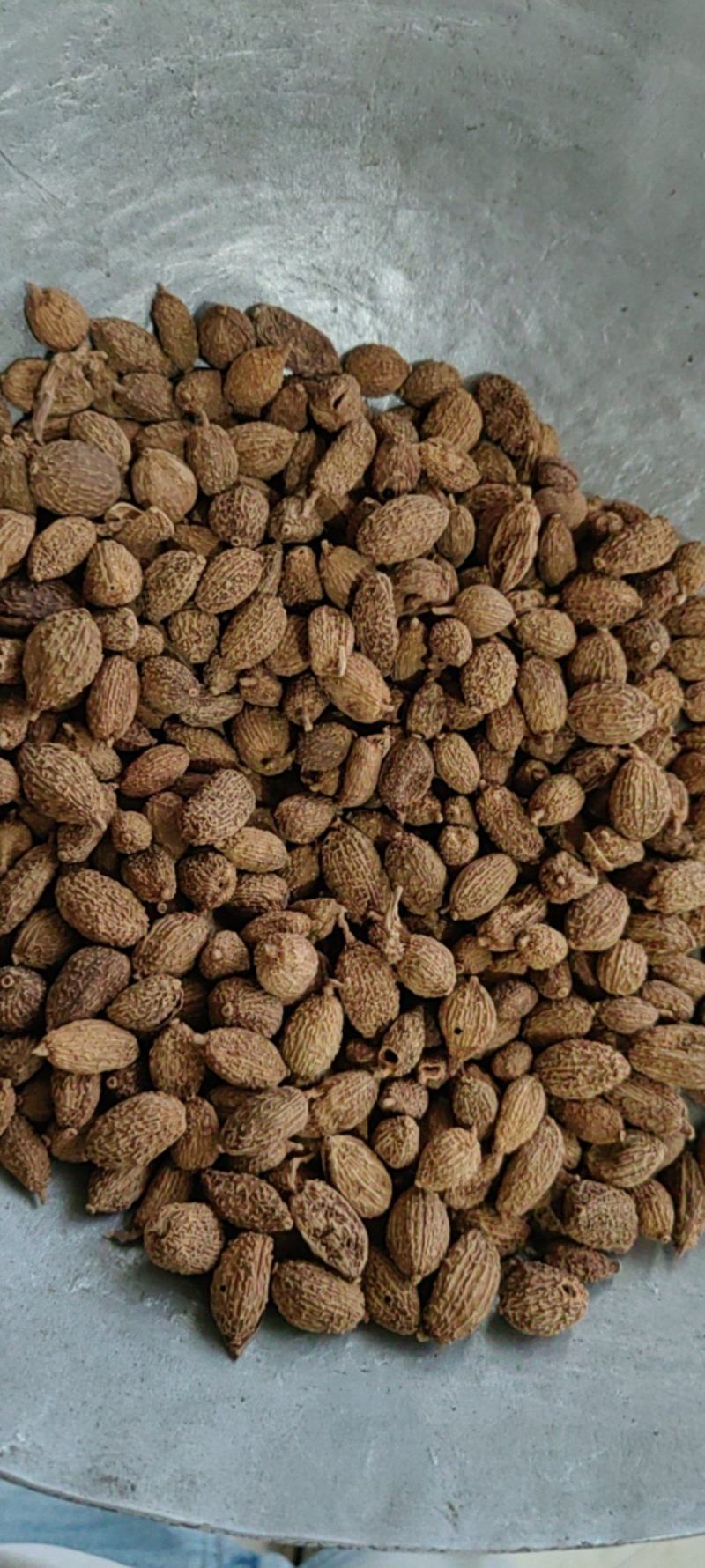 《砂仁》壳砂仁长序砂仁颗粒饱满买好药尽在聚源中药