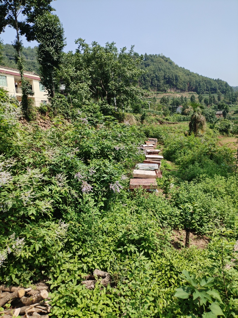 农家高山蜂蜜，6月新货