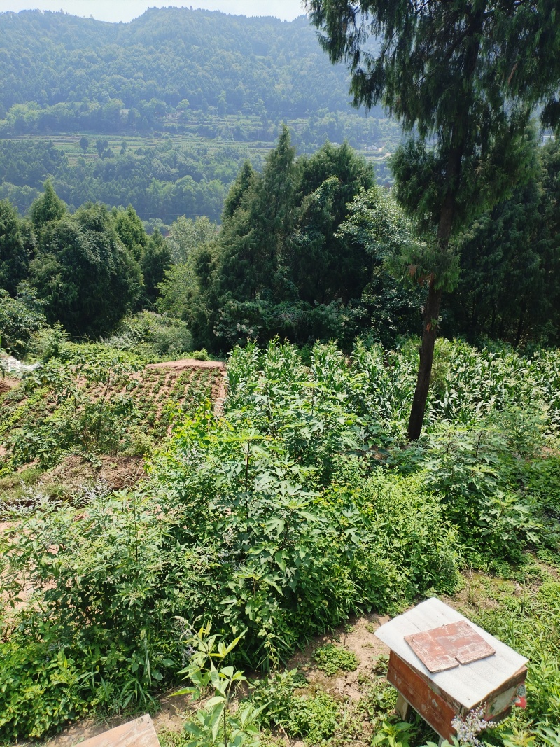 农家高山蜂蜜，6月新货