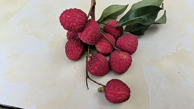 钦北长滩仙进丰荔枝