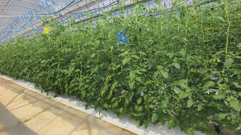 串串番茄樱桃小番茄