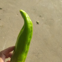 精品青椒，产地直发，价格便宜，欢迎咨询！