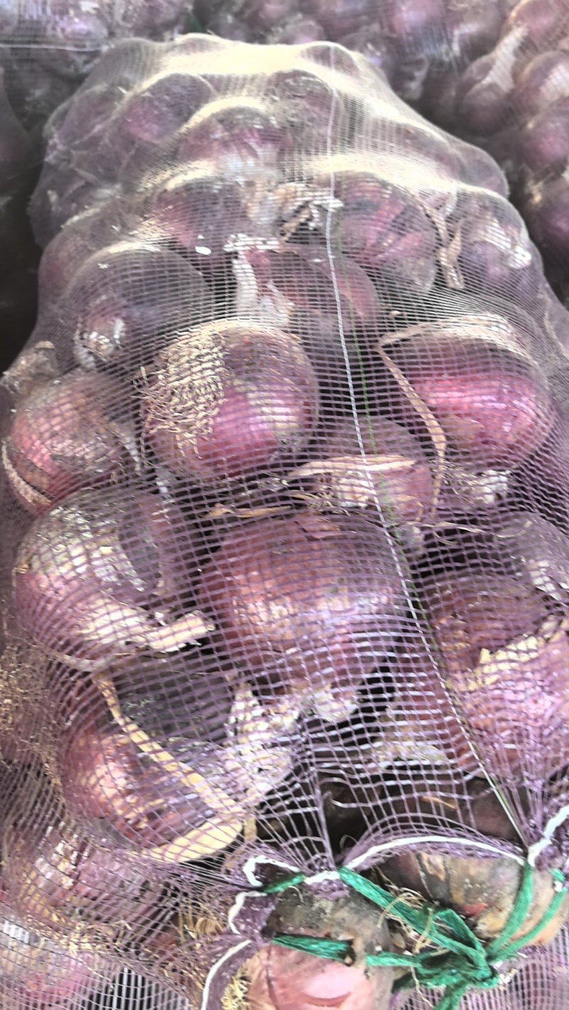 优质干存紫皮洋葱